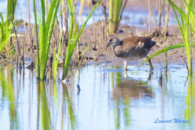 Rrhna / Common Moorhen / Juv.