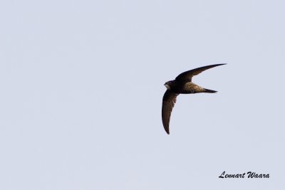 Tornseglare / Common Swift