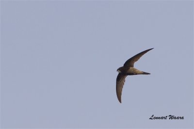 Tornseglare / Common Swift