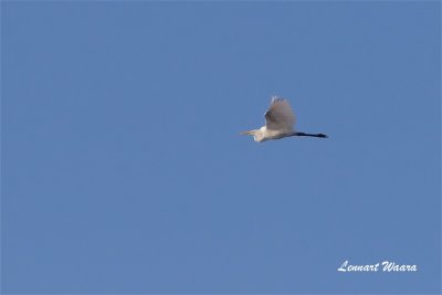 gretthger /Great Egret