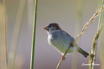 Grsparv / House Sparrow