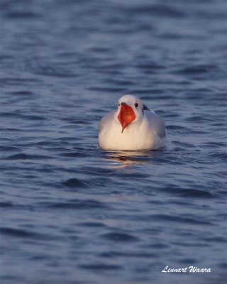 Skrattms / Black-headed Gull 