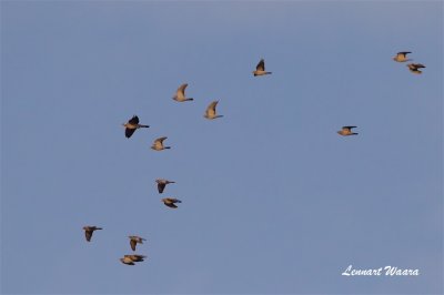 Skogsduva / Stock Dove