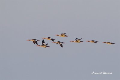 Smskrake / Red-breasted Merganser.