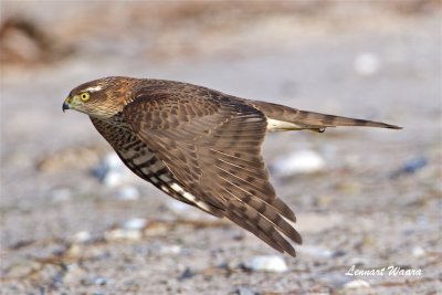 Sparvhk / Sparrow Hawk