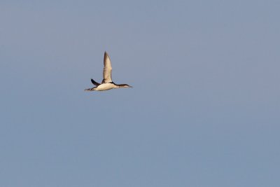Storlom / Black-throated Loon