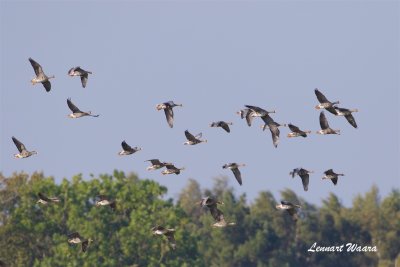 Blsgs / Greater White-fronted Goose