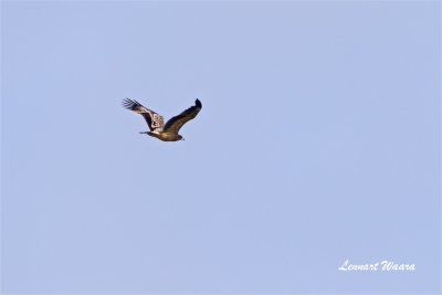 Strre skrikrn / Greater Spotted Eagle