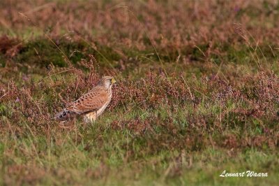 Tornfalk / Common Kestrel