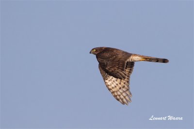 Sparvhk / Sparrow Hawk