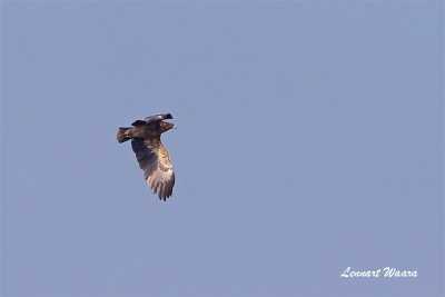Strre skrikrn / Greater Spotted Eagle