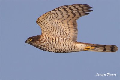 Sparvhk / Sparrow Hawk