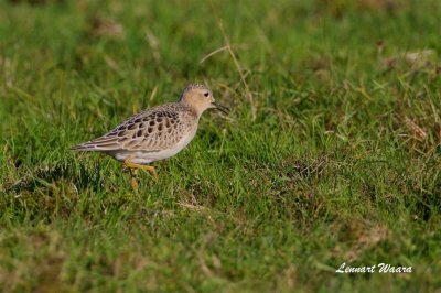 Prrielpare / Buff-breasted Sandpiper