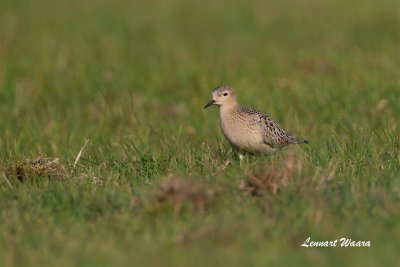 Prrielpare / Buff-breasted Sandpiper