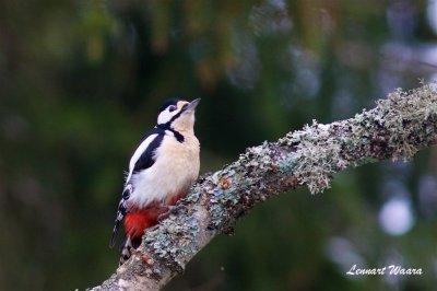 Strre hackspett / Great Spotted Woodpecker