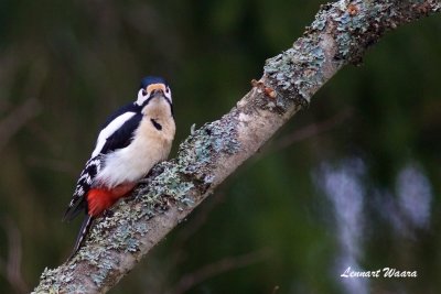 Strre hackspett / Great Spotted Woodpecker