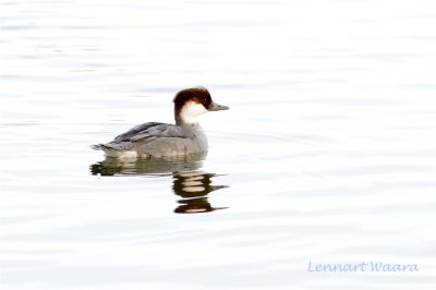 Salskrake / Smew