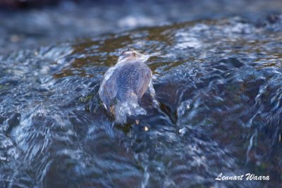 Strmstare / White-throated dipper / foraging