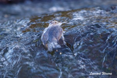Strömstare / White-throated dipper / foraging