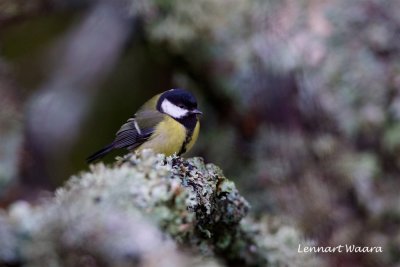 Talgoxe / Great Tit