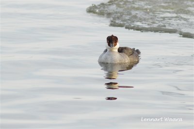 Salskrake / Smew
