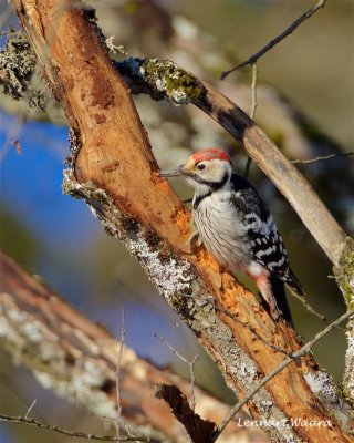 Vitryggig hackspett / White-backed Woodpecker