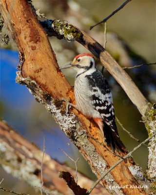 Vitryggig hackspett / White-backed Woodpecker