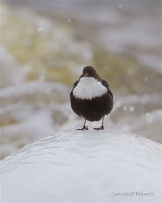 Strmstare / White-throated Dipper