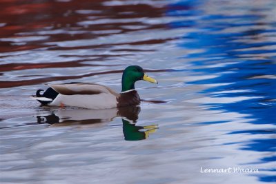 Grsand / Mallard
