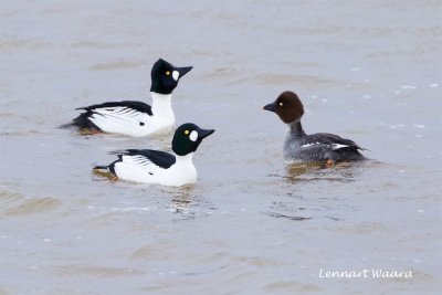 Knipa / Common Goldeneye / Mating game