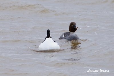 Knipa / Common Goldeneye / Mating game