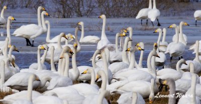 Sngsvan / Whooper Swan