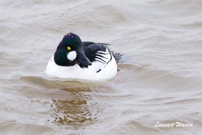 Knipa / Common Goldeneye / Male