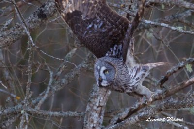 Lappuggla / Great Grey Owl