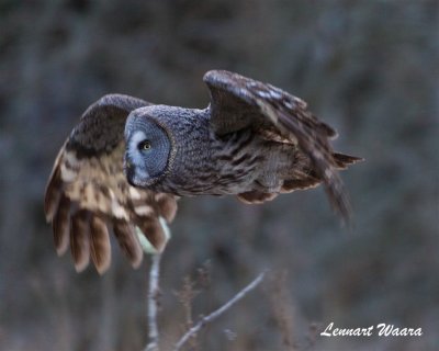 Lappuggla / Great Grey Owl