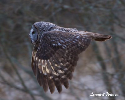 Lappuggla / Great Grey Owl