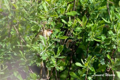 Svsngare / Sedge Warbler