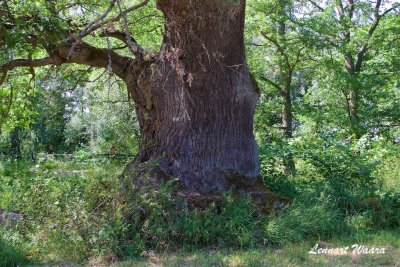 Den gamla eken / The old oak tree