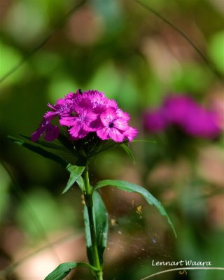 Borstnejlika / Sweet William