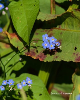 Skogsfärgätmigej / Wood Forget-me-not