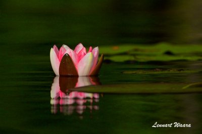 Rd nckros / Red Water-lily