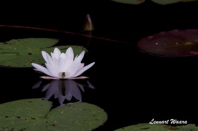 Vit nckros / White Water-lily