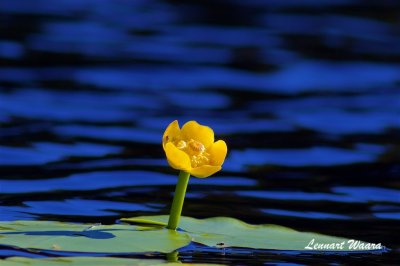 Gul nckros / Yellow Waterlily