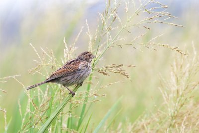 Svparv / Common Reed Bunting