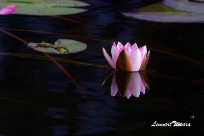 Röd näckros / Red Water-lily