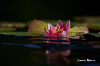 Rd nckros / Red Water-lily