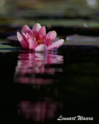 Röd näckros / Red Water-lily