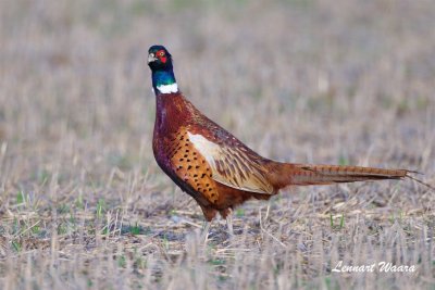 Fasan / Common Pheasant / Male