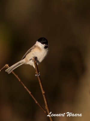 Entita / Marsh Tit