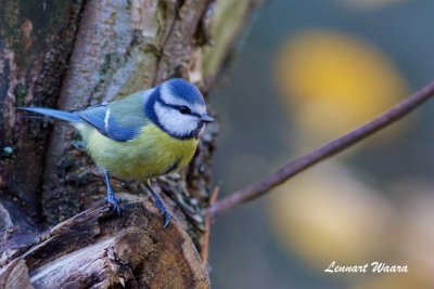 Blmes / Blue Tit